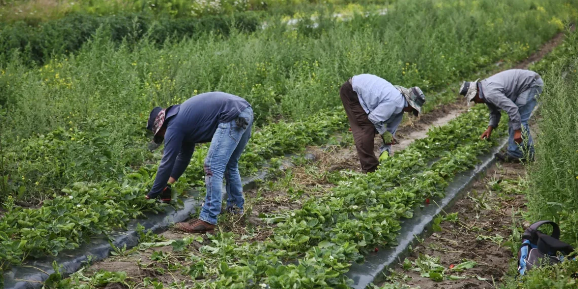 Migrant Workers in Canada Face Abuse Under Temporary Foreign Worker Program – Amnesty Report